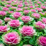 Hạt giống hoa bắp cải