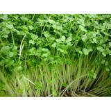 [HCM]Hạt giống cải mầm PN - 100g