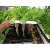 Hạt giống cải mơ đăm (dễ trồng, ăn ngon) 20gr