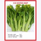 Hạt giống cải ngồng
