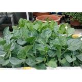 [HCM]Hạt giống Cải Rổ PN- 10g