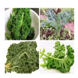 Hạt giống cải xoăn Kale