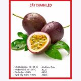 Hạt giống cây chanh leo