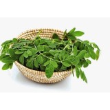 Hạt giống cây chùm ngây