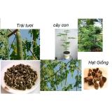 Hạt giống cây chùm ngây