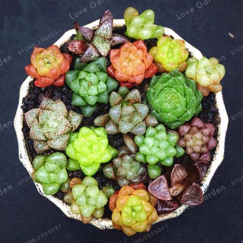 Bảng giá Hạt giống cây Sen Đá Kim cương mix (Gói 10 hạt - Kèm tài liệu HD)