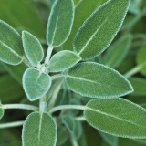 Hạt giống Cây Xô thơm