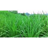 [HCM]Hạt Giống Cỏ Chịu Ngập UBON PASPALUM