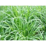 [HCM]Hạt Giống Cỏ Chịu Ngập UBON PASPALUM