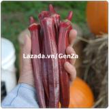 Hạt giống đậu bắp đỏ - giống chất lượng cao, sai quả