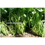 Hạt giống ĐẬU COVE BỤI HẠT TRẮNG - Giống chất lượng cao, sai quả