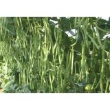 Hạt giống ĐẬU COVE LEO HẠT NÂU - Giống chất lượng cao, sai quả