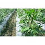 [HCM]Hạt giống đậu cove trắng leo PN - 10g