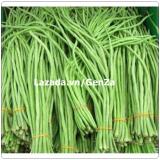Hạt giống Đậu đũa xanh sai quả