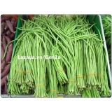 Hạt giống Đậu đũa xanh sai quả