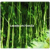 Hạt giống Đậu đũa xanh sai quả