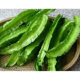 Hạt giống ĐẬU RỒNG