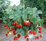 Hạt giống DÂU TÂY ĐỎ