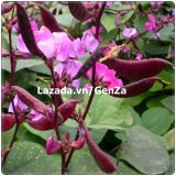 Hạt giống Đậu ván tím - Giống chất lượng cao, sai quả