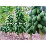 Hạt giống Đu đủ ruột gấc ngân lượng - Giống chất lượng cao, sai quả