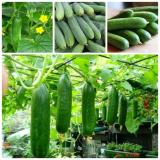 Hạt giống DƯA CHUỘT NẾP TA - Giống chất lượng cao, sai quả