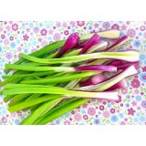 Hạt giống hành lá gốc tím