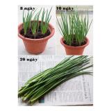 [HCM]Hạt giống hành lá gốc trắng PN White-01 - 2g