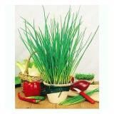 Hạt Giống Hẹ Tây (Chives) Phú Nông  - KLT 2g .