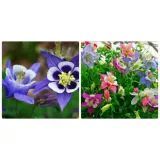 Hạt giống hoa bồ câu mix - Hạt giống chất lượng cao