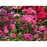 Hạt giống hoa Cẩm chướng đơn mix - Giống chất lượng cao nhập khẩu từ Đức