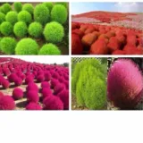 Hạt giống hoa Cây đổi màu - Hạt giống nhập khẩu từ Đức