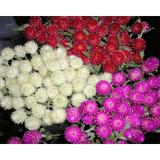 Hạt giống hoa Cúc bách nhật - Gói lớn 200 hạt