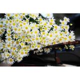 Hạt giống hoa Cúc họa mi - Gói lớn 100 hạt