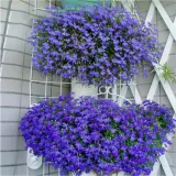Hạt giống hoa Cúc Lobelia