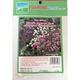 Hạt giống hoa cúc nút áo PN-13 - 0.5g