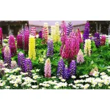 Hạt giống hoa đậu lupin - Hạt giống chất lượng cao