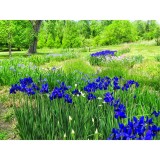Hạt giống hoa diên vĩ - iris - gói lớn 20 hạt