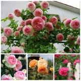 [HCM]Hạt Giống Hoa Hồng Leo Pháp nhiều màu - 30 hạt