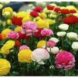 Hạt giống hoa Hồng Ri Ba Tư (Mao Lương) F1