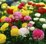 Hạt giống hoa Hồng ri ba tư (mao lương) F1 - chất lượng cao