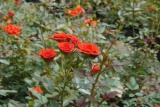 Hạt giống hoa Hồng tỷ muội