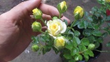 Hạt giống hoa Hồng tỷ muội