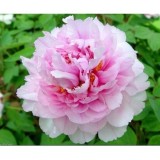 [HCM]hạt giống hoa mẫu đơn f1