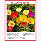 Hạt giống hoa mười giờ đơn mix