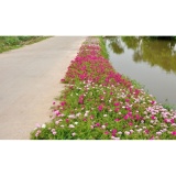 Hạt giống hoa mười giờ kép nhiều màu - Hoa đẹp dễ trồng