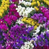Hạt giống hoa Salem mix