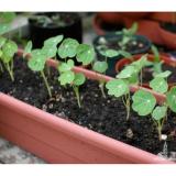 [HCM]Hạt Giống Hoa Sen Cạn Nhiều Màu (Tropaeolum) Đức - KLT 10 hạt