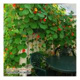 [HCM]Hạt Giống Hoa Sen Cạn Nhiều Màu (Tropaeolum) Đức - KLT 10 hạt