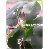 Hạt giống hoa sen Nhật 3 hạt 3 màu khác nhau