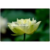Hạt giống hoa sen Nhật 3 hạt 3 màu khác nhau